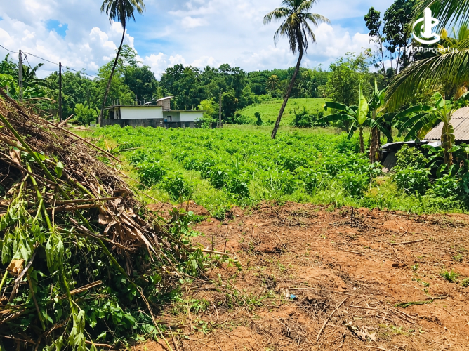 Land for Sale in Homagama - Land for Sale in Homagama - photo 1