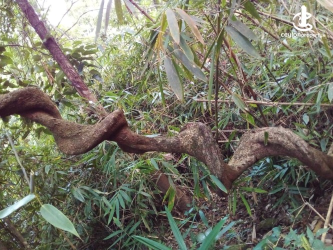 Land for Sale in Ratnapura - 14-acre plot of land is situated along the Sinharaja–Ratnapura Road - photo 4