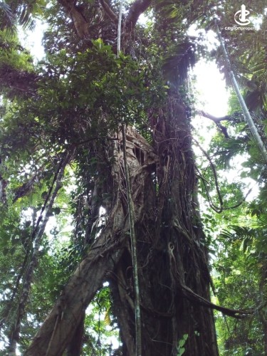 Land for Sale in Ratnapura - 14-acre plot of land is situated along the Sinharaja–Ratnapura Road - photo 5