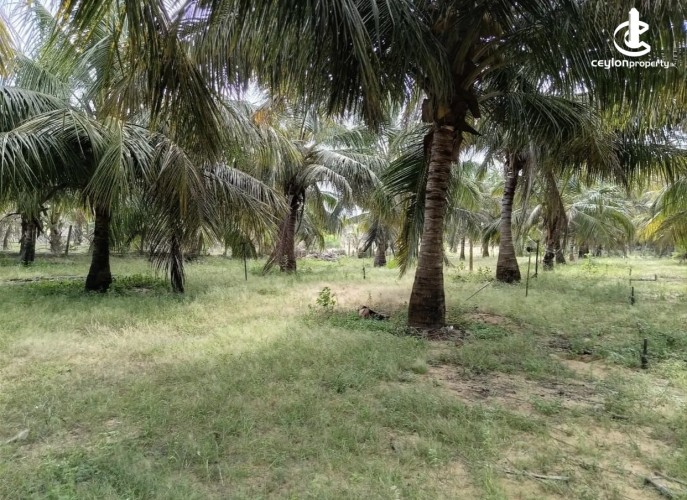 Land for Sale in Madurankuliya - Land for sale in madurankuliya - photo 1