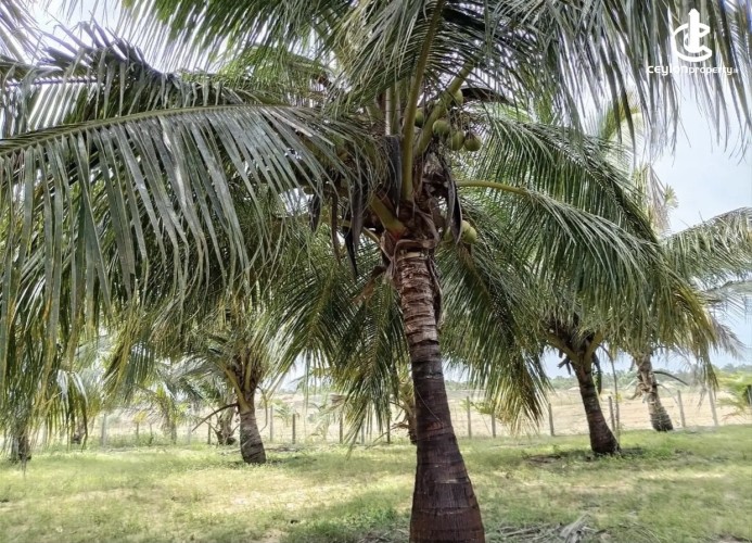 Land for Sale in Madurankuliya - Land for sale in madurankuliya - photo 3