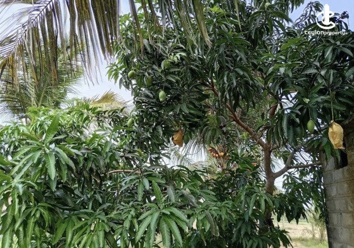 Land for Sale in Madurankuliya - Land for sale in madurankuliya - photo 4
