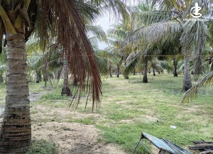 Land for Sale in Madurankuliya - Land for sale in madurankuliya - photo 5