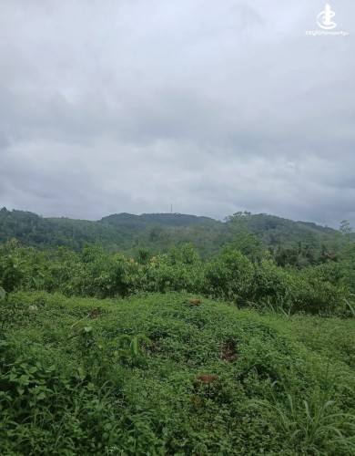 Land for Sale in Agalawatta - Land for sale in agalawatta - photo 2