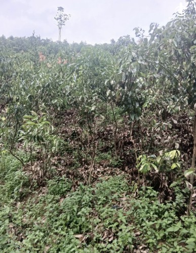 Land for Sale in Agalawatta - Land for sale in agalawatta - photo 6