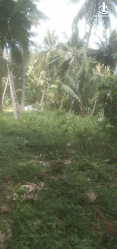 Land for Sale in Hanwella - Land for sale in hanwella - photo 2