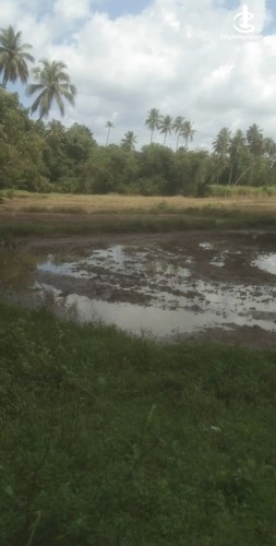 Land for Sale in Hanwella - Land for sale in hanwella - photo 3
