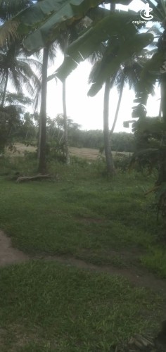 Land for Sale in Hanwella - Land for sale in hanwella - photo 5