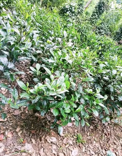 Land for Sale in Avissawella - Land for sale in awissawella - photo 5
