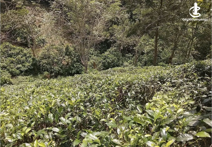 Land for Sale in Galle - Land for sale in galle - photo 1