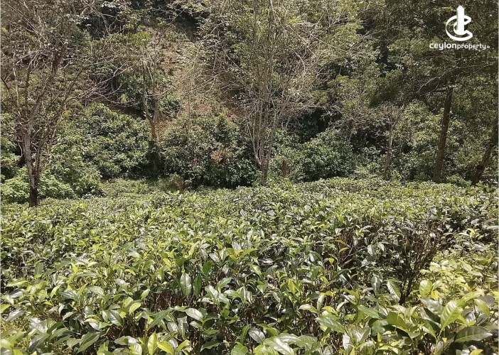 Land for Sale in Galle - Land for sale in galle - photo 2