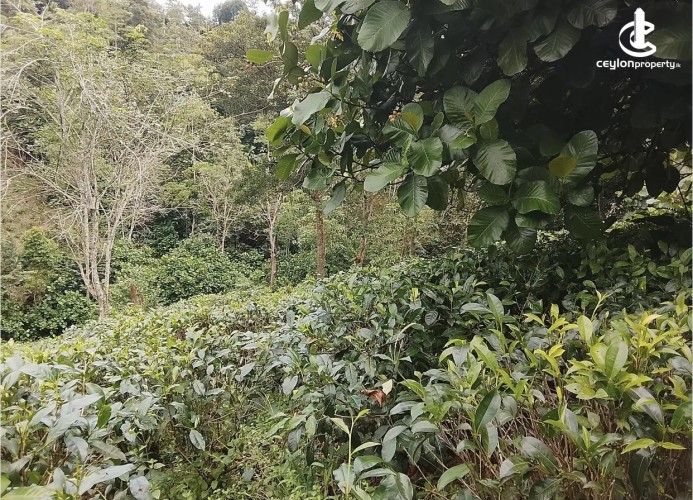 Land for Sale in Galle - Land for sale in galle - photo 3