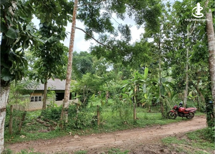 Land for Sale in Minuwangoda - Land for sale in minuwangoda - photo 1