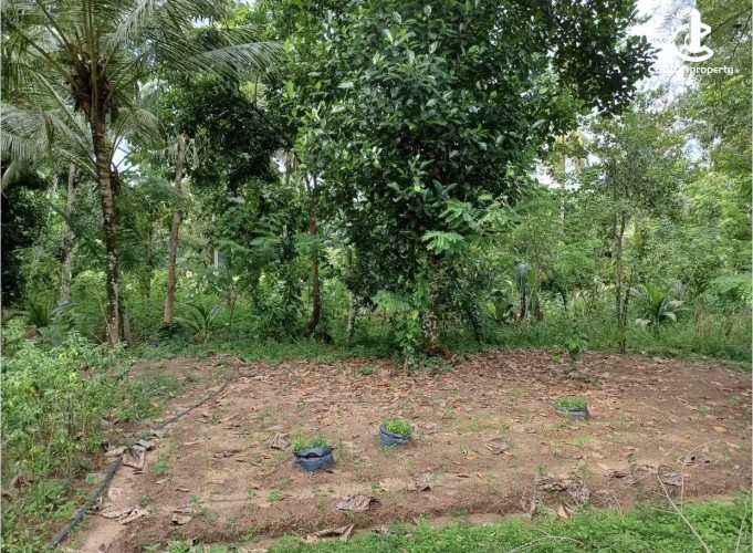 Land for Sale in Minuwangoda - Land for sale in minuwangoda - photo 4