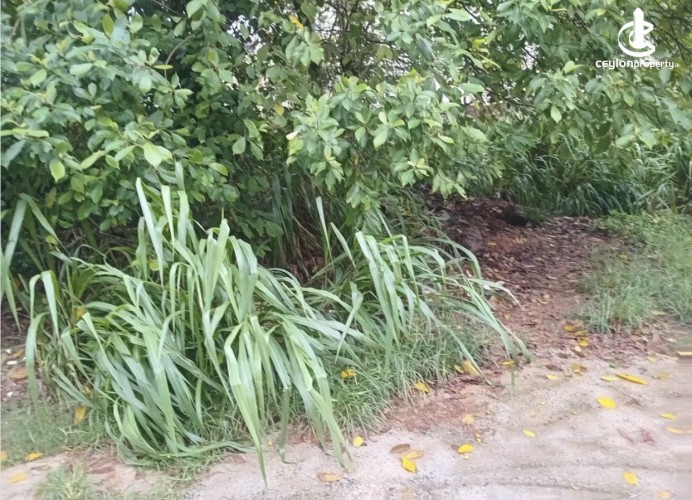 Land for Sale in Malabe - Land for sale in arangala - photo 1