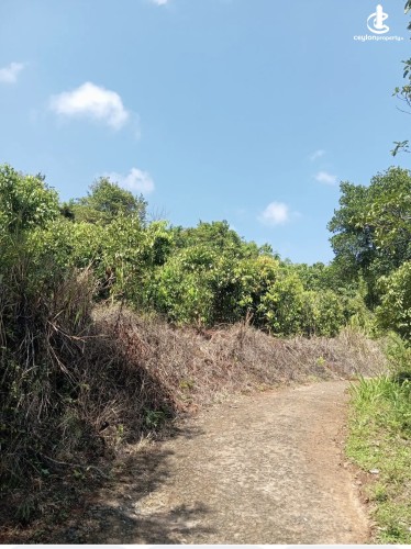 Land for Sale in Matale - Land for sale in matale - photo 1