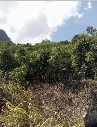 Land for Sale in Matale - Land for sale in matale - photo 3