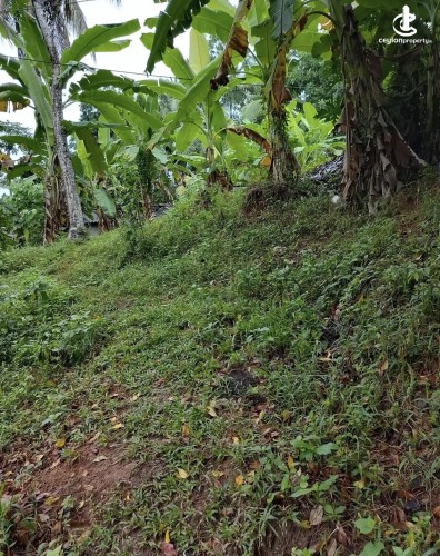 Land for Sale in Gampaha - Land for sale in mallehewa - photo 6