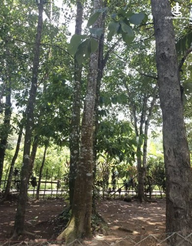 Land for Sale in Horana - Land for sale in horana - photo 3