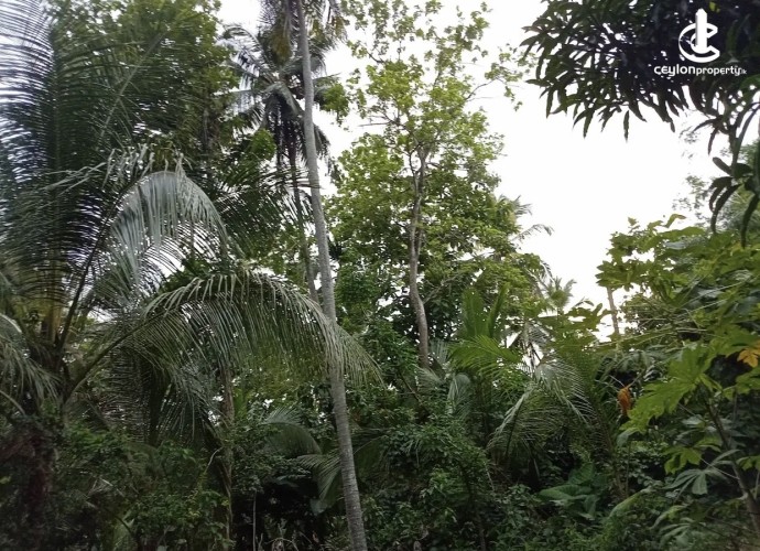 Land for Sale in Dodangaslanda - Land for sale in dodamgaslanda - photo 4