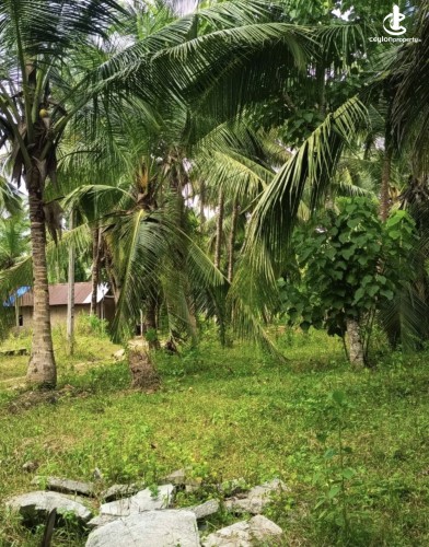 Land for Sale in Katunayake - Land for sale in karumayaka - photo 2