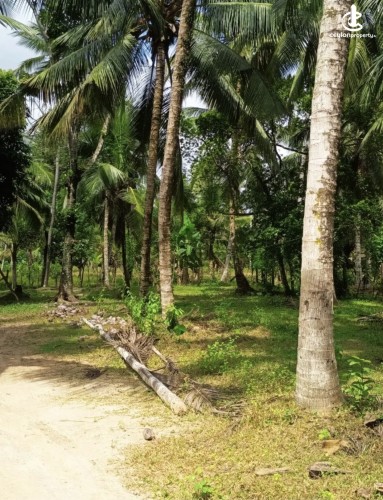 Land for Sale in Katunayake - Land for sale in karumayaka - photo 6