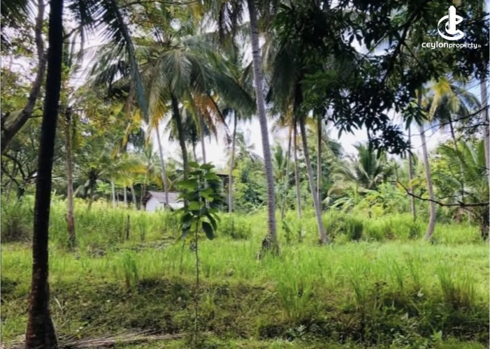 Land for Sale in Anuradhapura - Land for sale in Anuradhapura - photo 2