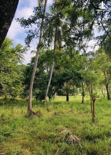Land for Sale in Anuradhapura - Land for sale in Anuradhapura - photo 3