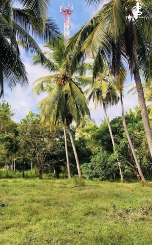 Land for Sale in Anuradhapura - Land for sale in Anuradhapura - photo 4