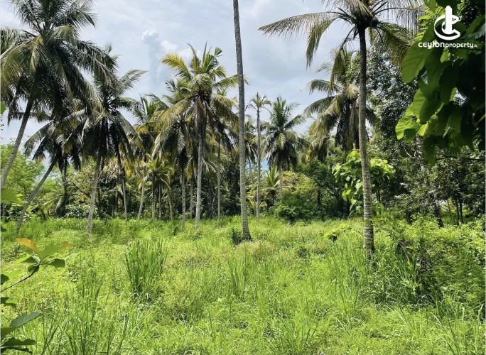 Land for Sale in Anuradhapura - Land for sale in Anuradhapura - photo 5
