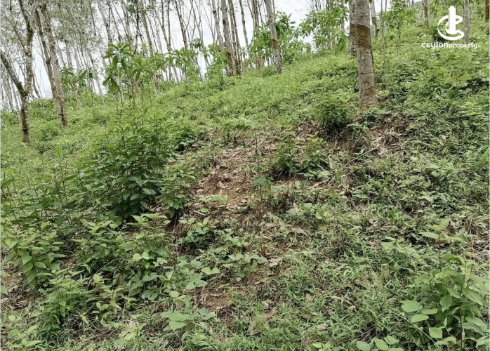 Land for Sale in Padukka - Land for sale in meepe - photo 3