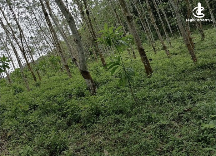 Land for Sale in Padukka - Land for sale in meepe - photo 4