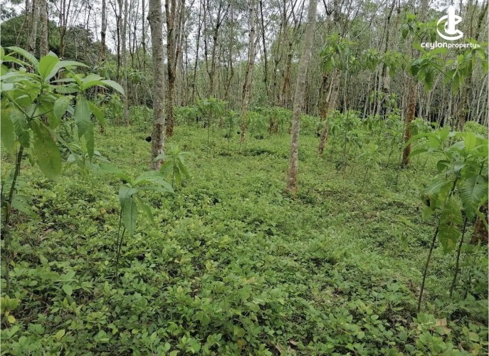 Land for Sale in Padukka - Land for sale in meepe - photo 5