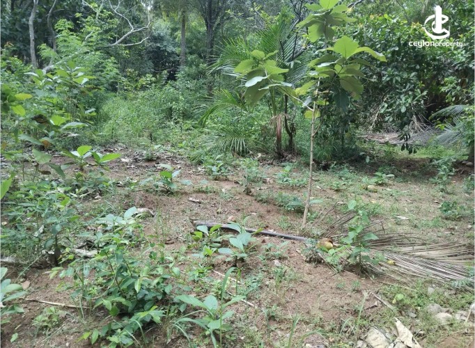 Land for Sale in Kalutara - Land for sale in kalutara - photo 1