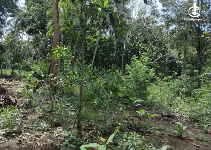 Land for Sale in Kalutara - Land for sale in kalutara - photo 2