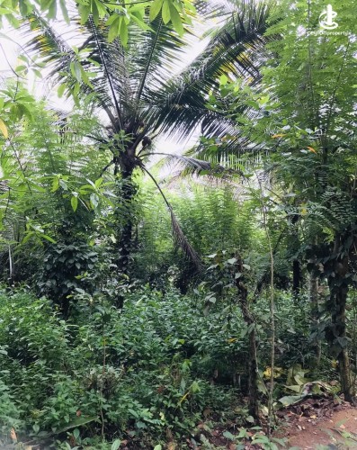 Land for Sale in Horana - Land for sale in horana - photo 1