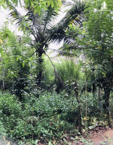 Land for Sale in Horana - Land for sale in horana - photo 2