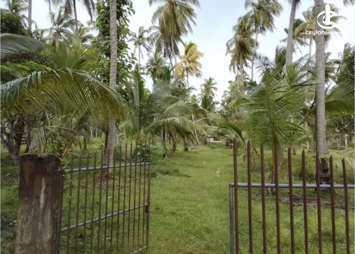 Land for Sale in Wariyapola - Land for sale in mahakeliya - photo 1