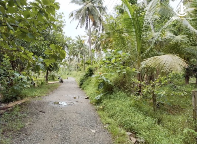 Land for Sale in Wariyapola - Land for sale in mahakeliya - photo 3