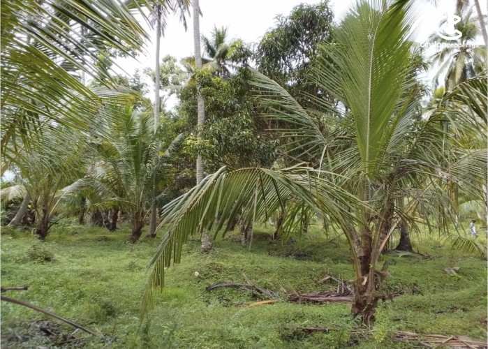 Land for Sale in Wariyapola - Land for sale in mahakeliya - photo 6