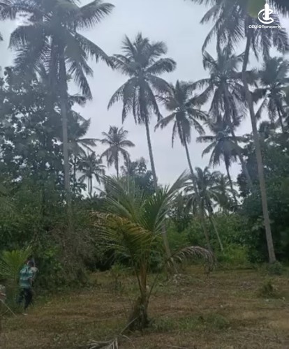 Land for Sale in Wariyapola - Land for sale in wariyapola - photo 3