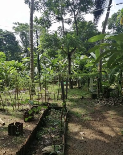 Land for Sale in Kurunegala - Land for sale in kurunagala - photo 2