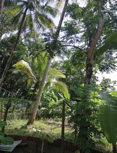 Land for Sale in Kurunegala - Land for sale in kurunagala - photo 4