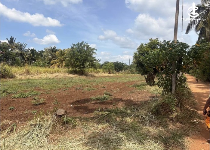 Land for Sale in Dambulla - Land for sale in dambulla - photo 2