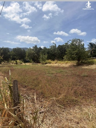 Land for Sale in Dambulla - Land for sale in dambulla - photo 3