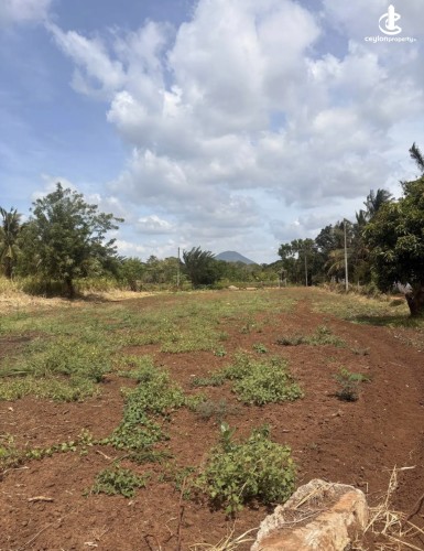 Land for Sale in Dambulla - Land for sale in dambulla - photo 5