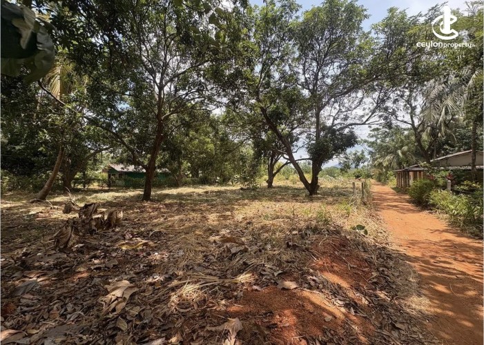 Land for Sale in Dambulla - Land for sale in dambulla - photo 6