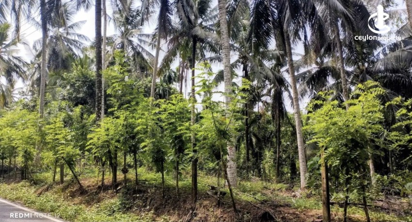 Land for Sale in Avissawella - Land for sale in awissawella - photo 2