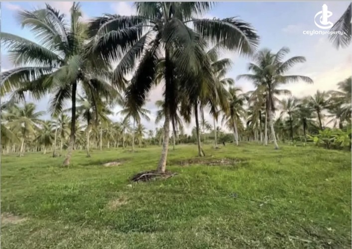 Land for Sale in Weeraketiya - Land for sale in Weeraketiya - photo 1
