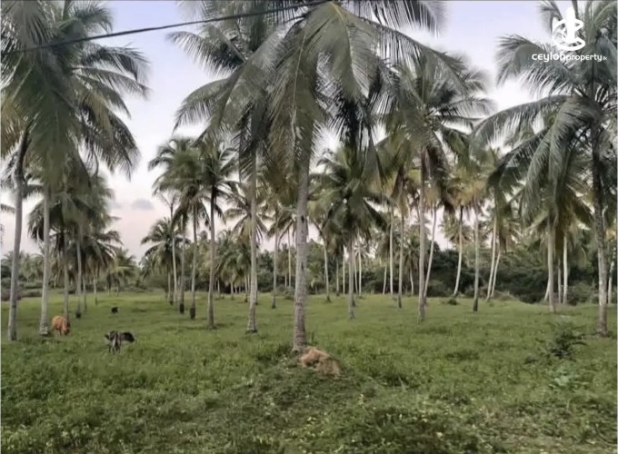 Land for Sale in Weeraketiya - Land for sale in Weeraketiya - photo 2